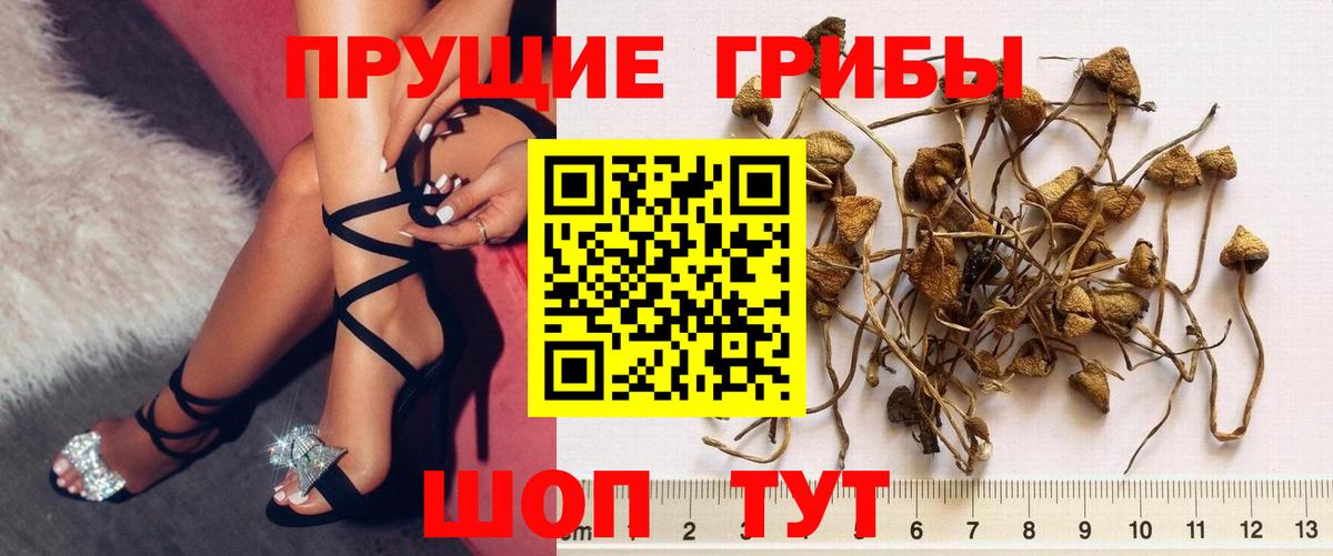 Галлюциногенные грибы Magic Shrooms  Вход с VPN  Чайковский  цена наркотик  Псилоцибиновые грибы Cubensis 